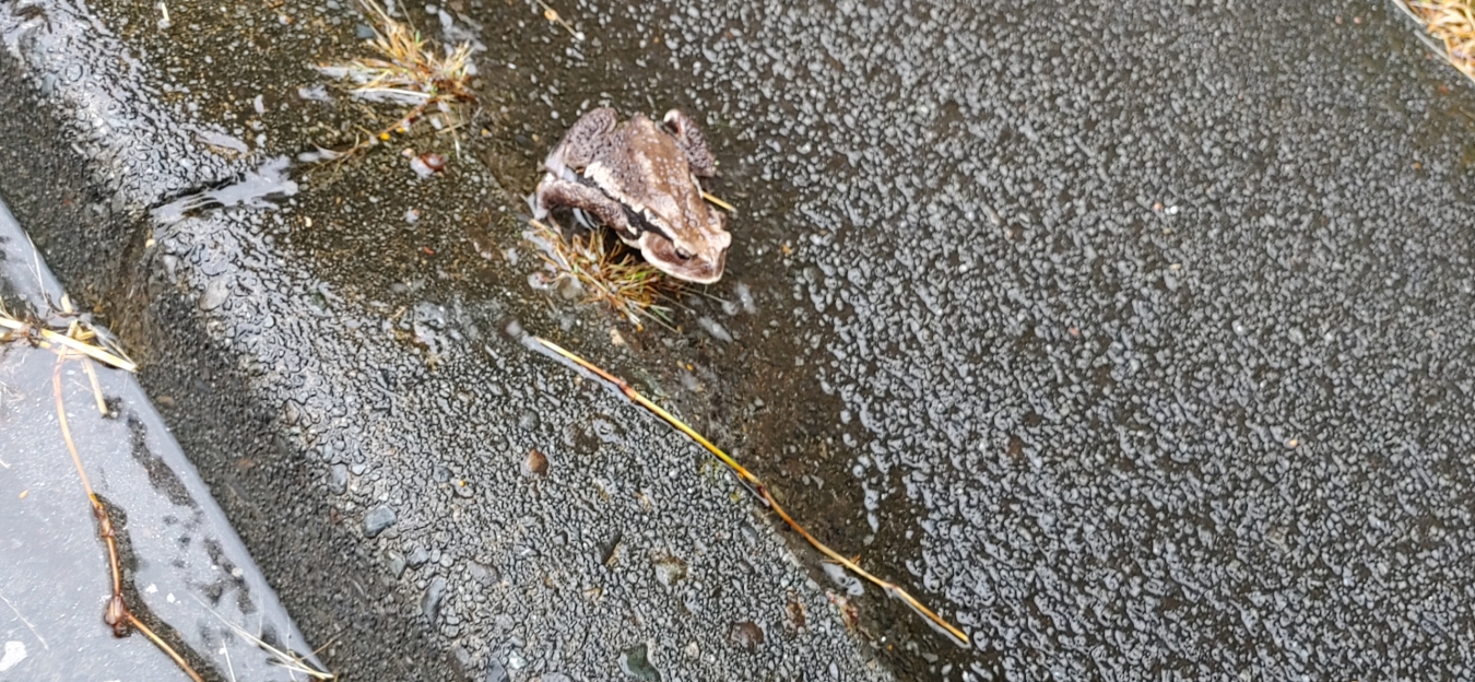 雨の歩行者👀