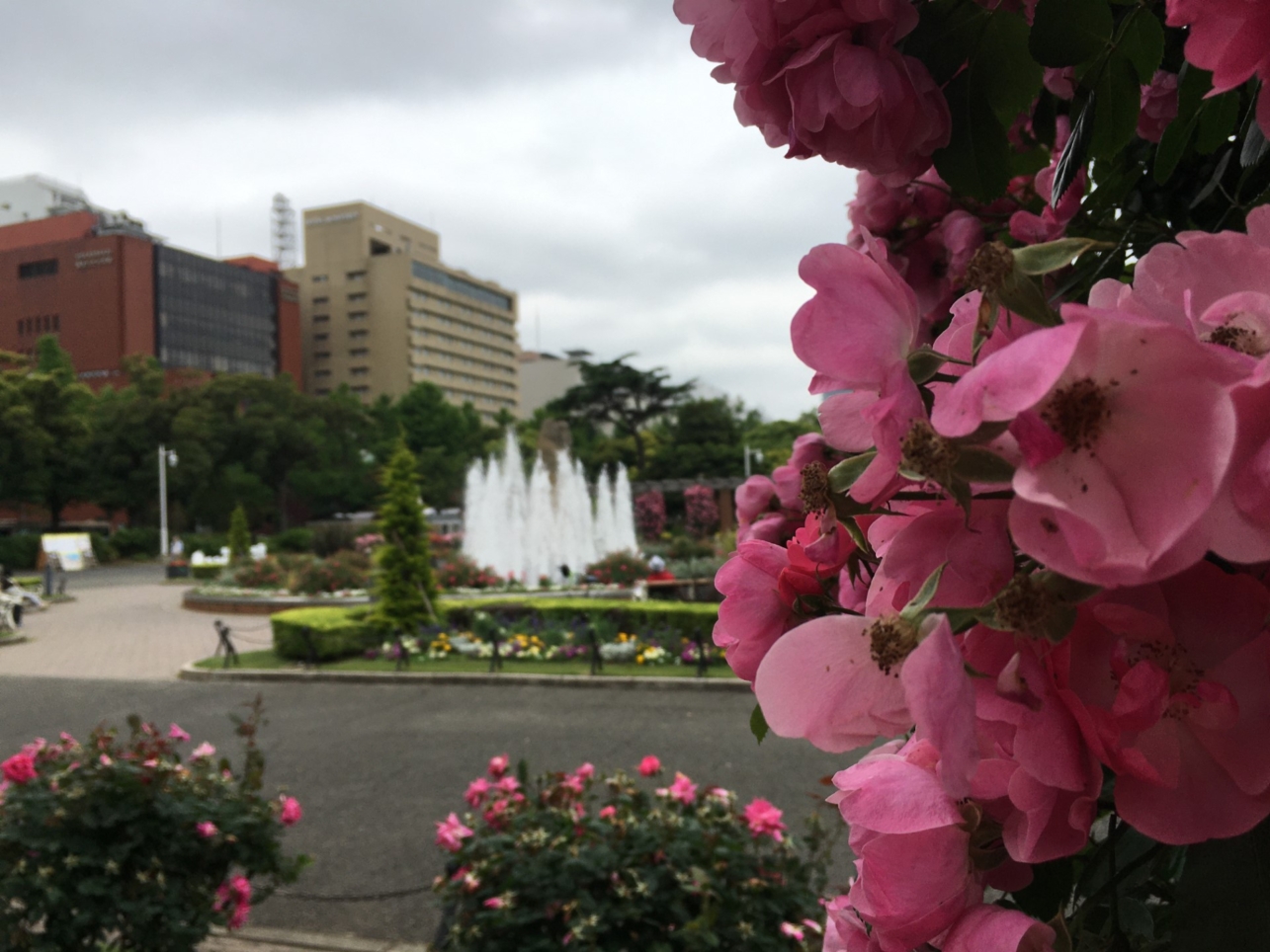 横浜の観光スポット・みなとみらい・海の横『山下公園』