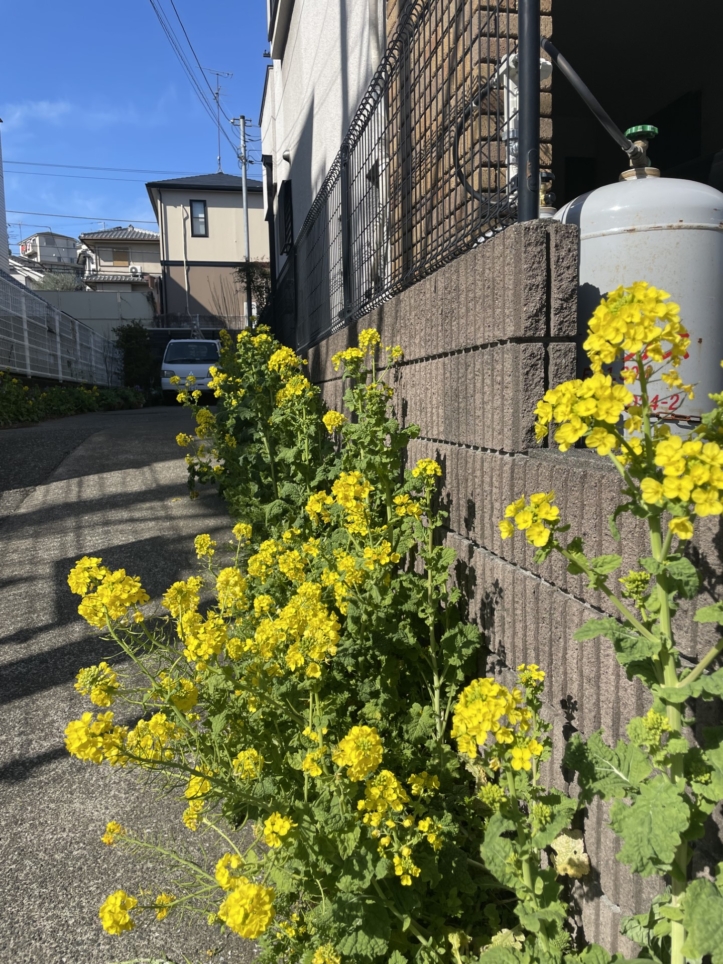 海だけではない山も自然も沢山・坂の上から「最高の眺望」