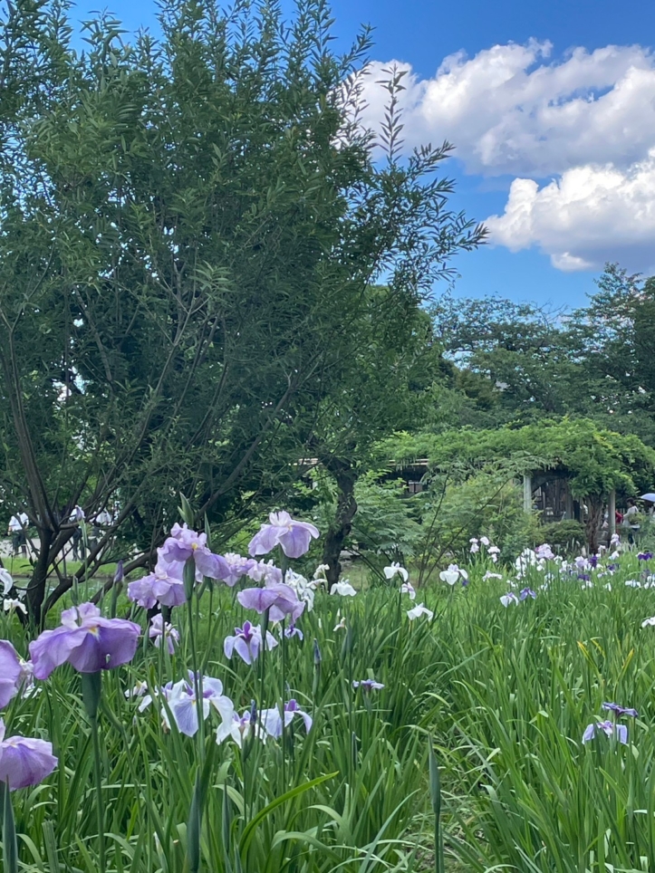 国指定名勝『三渓園』は日本の古建築と自然とが調和された芸術的な日本庭園です。