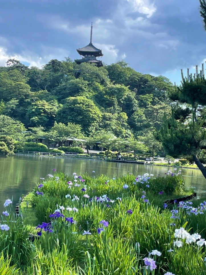 国指定名勝『三渓園』は日本の古建築と自然とが調和された芸術的な日本庭園です。