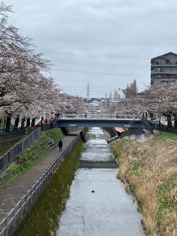 桜の季節２