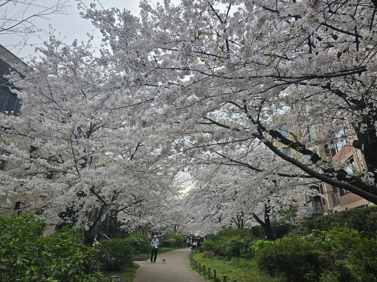 桜　櫻　🌸　cherry Blossoms