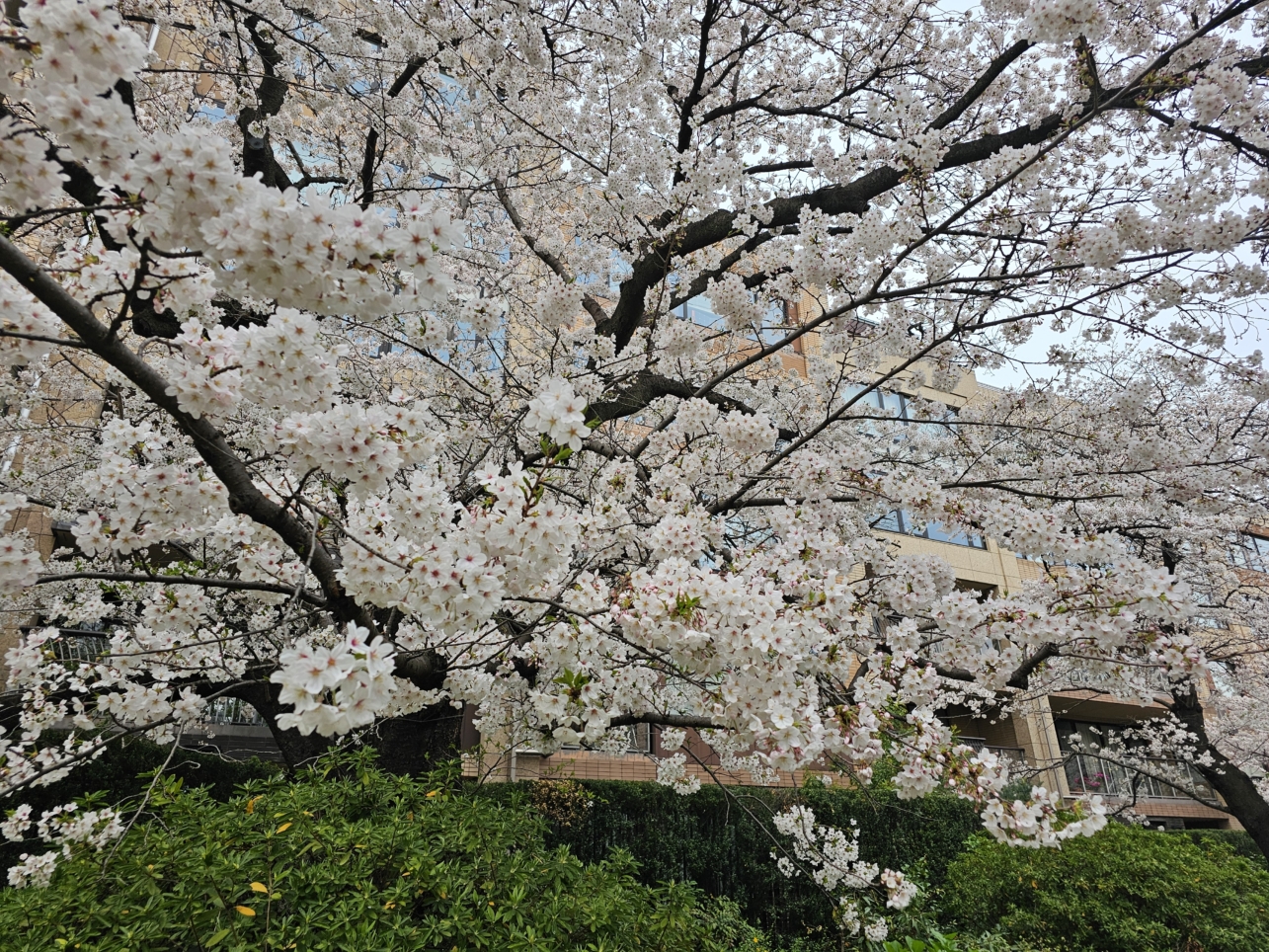 桜　櫻　🌸　cherry Blossoms