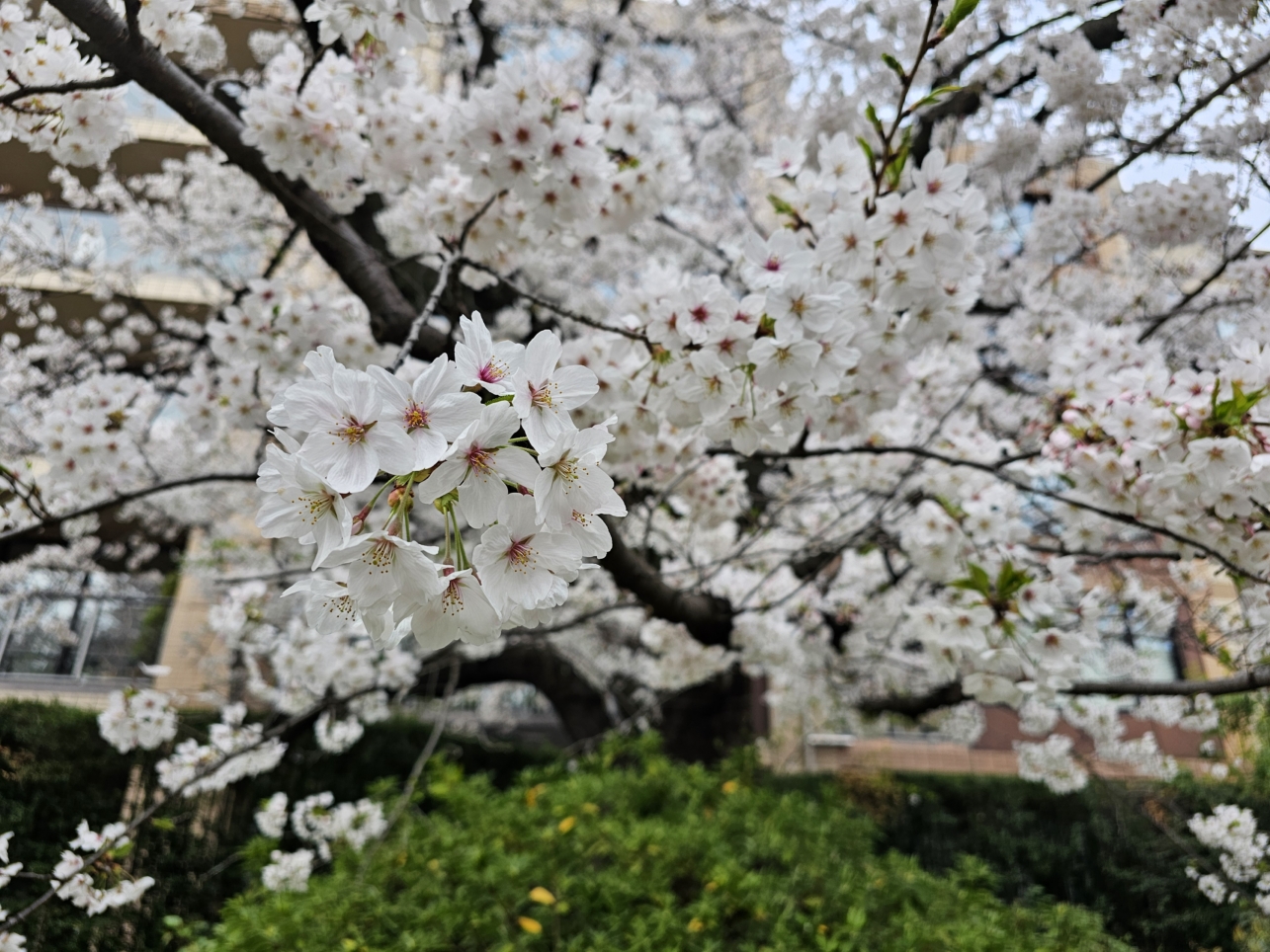 桜　櫻　🌸　cherry Blossoms