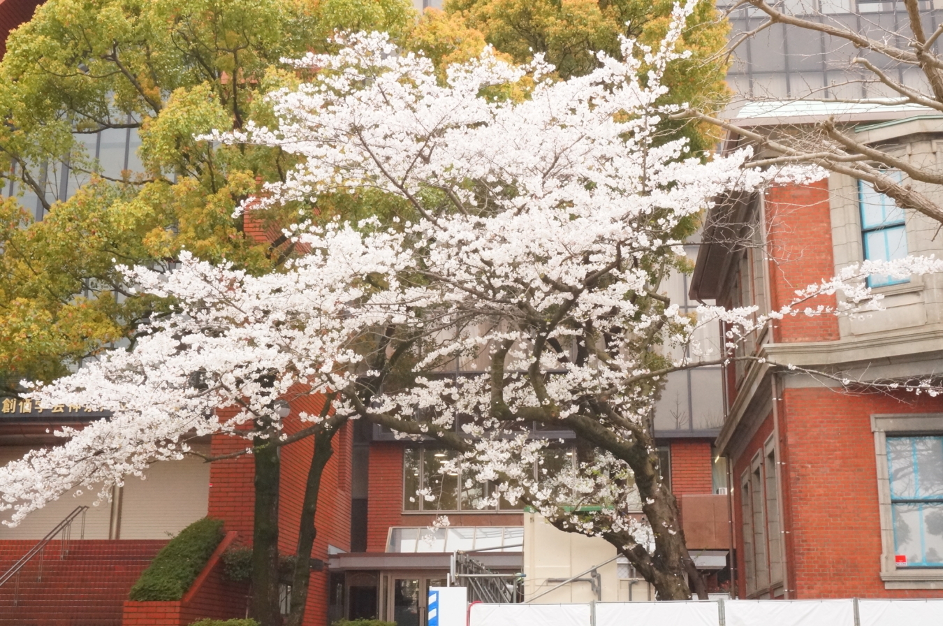 山下公園前の道は写真ポイントが沢山