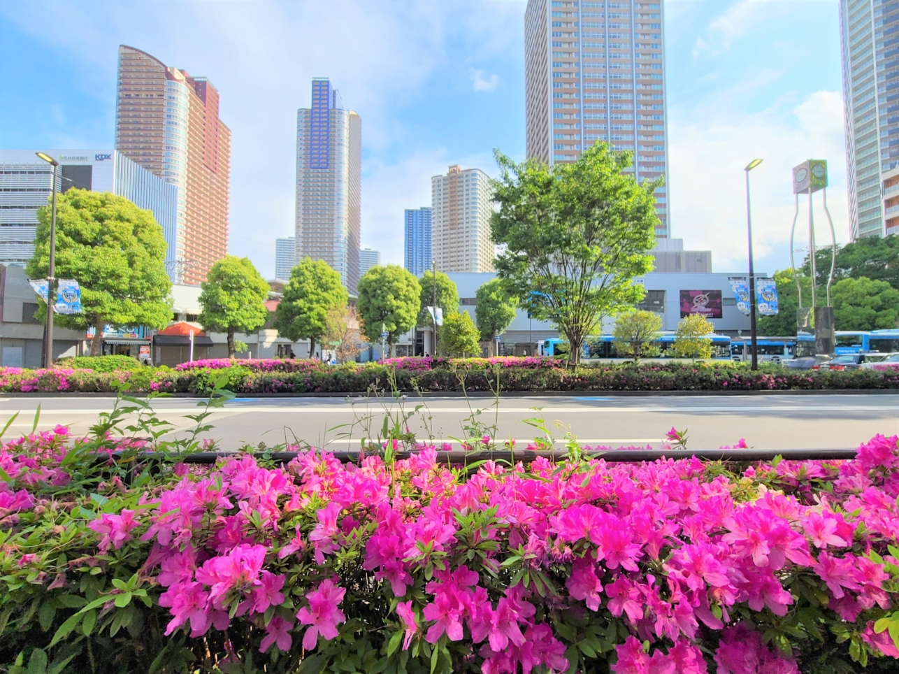 川崎市の花「ツツジ」【武蔵小杉駅】