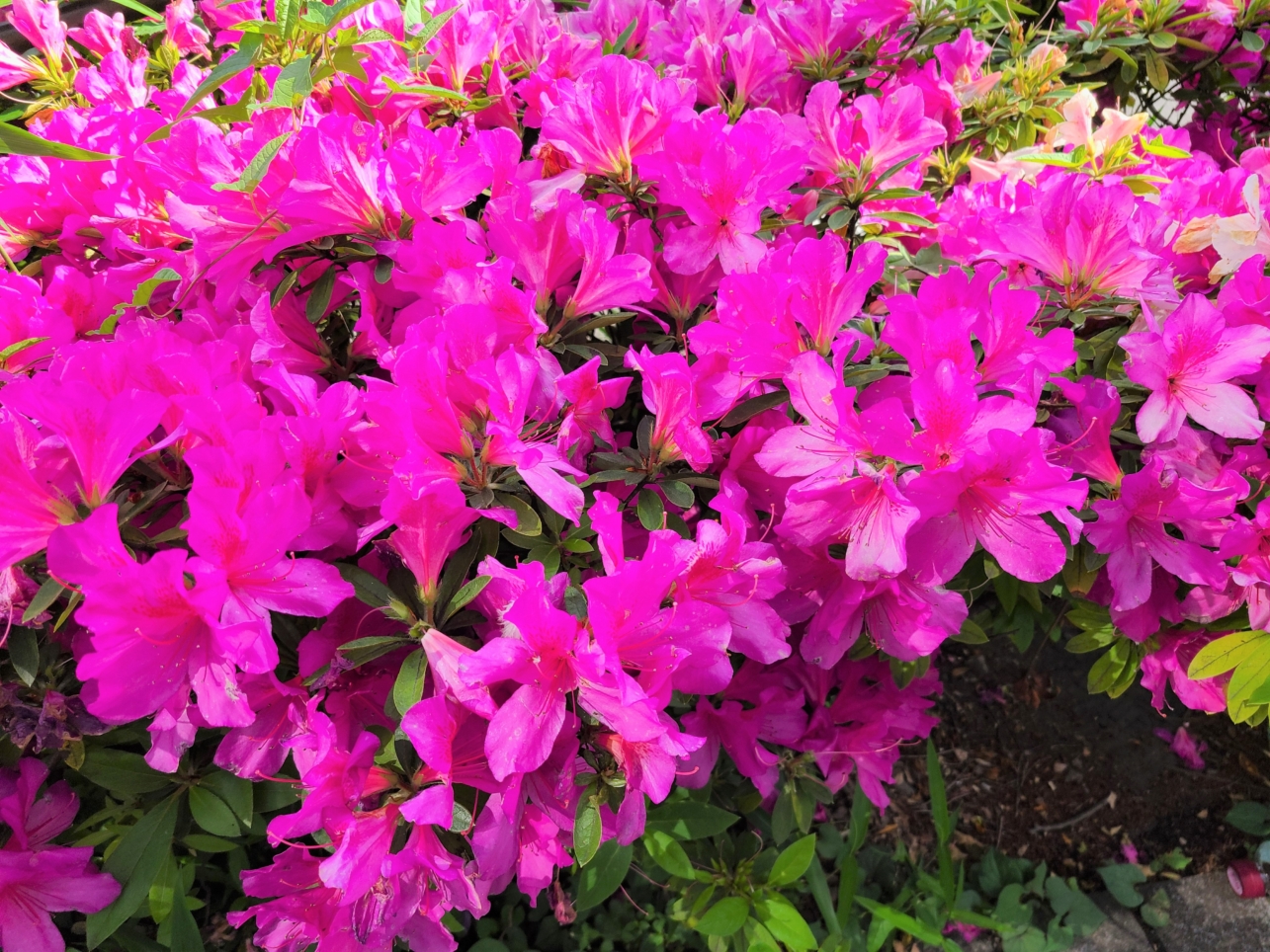 川崎市の花「ツツジ」【武蔵小杉駅】