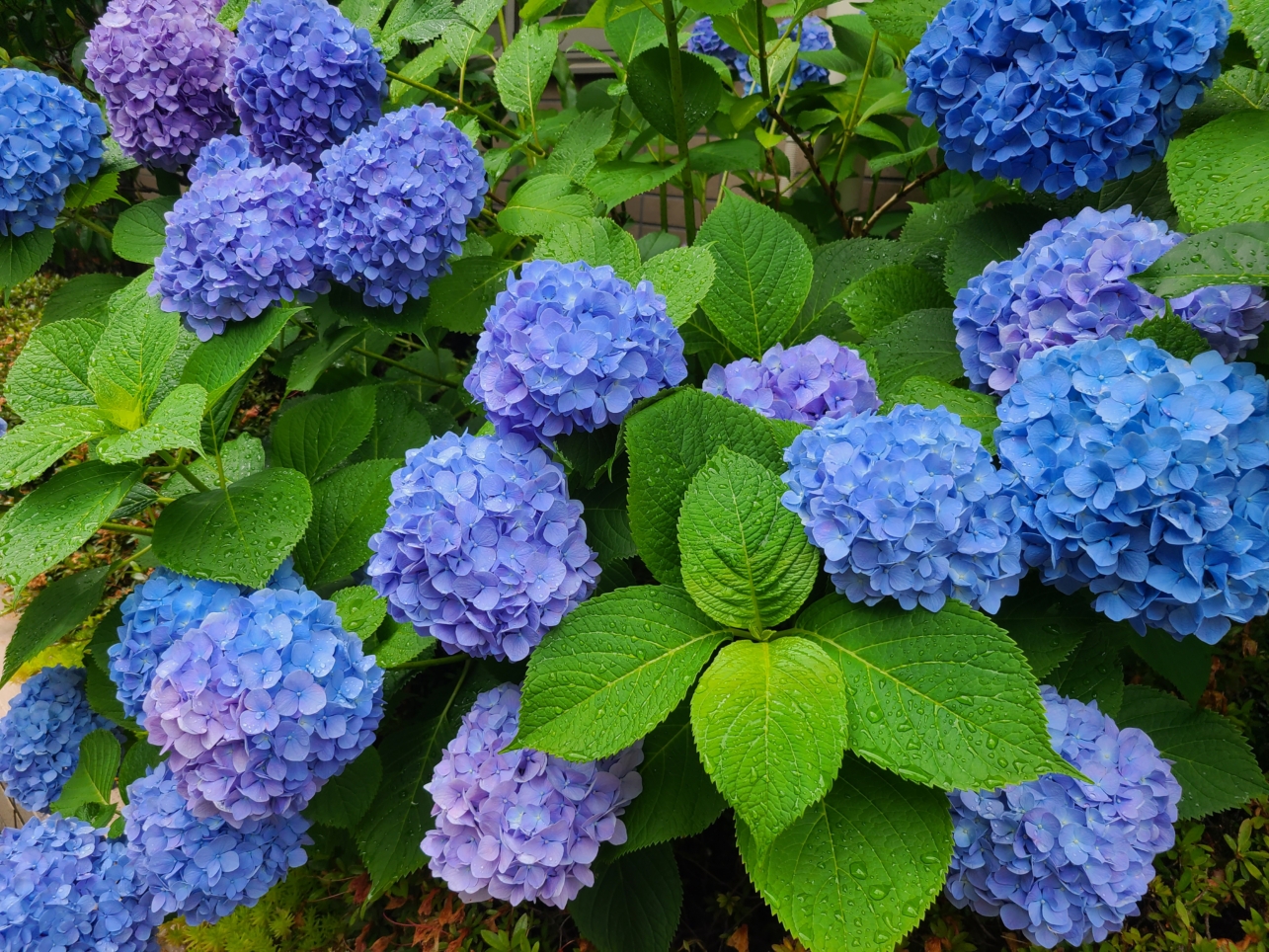 紫陽花の季節☔