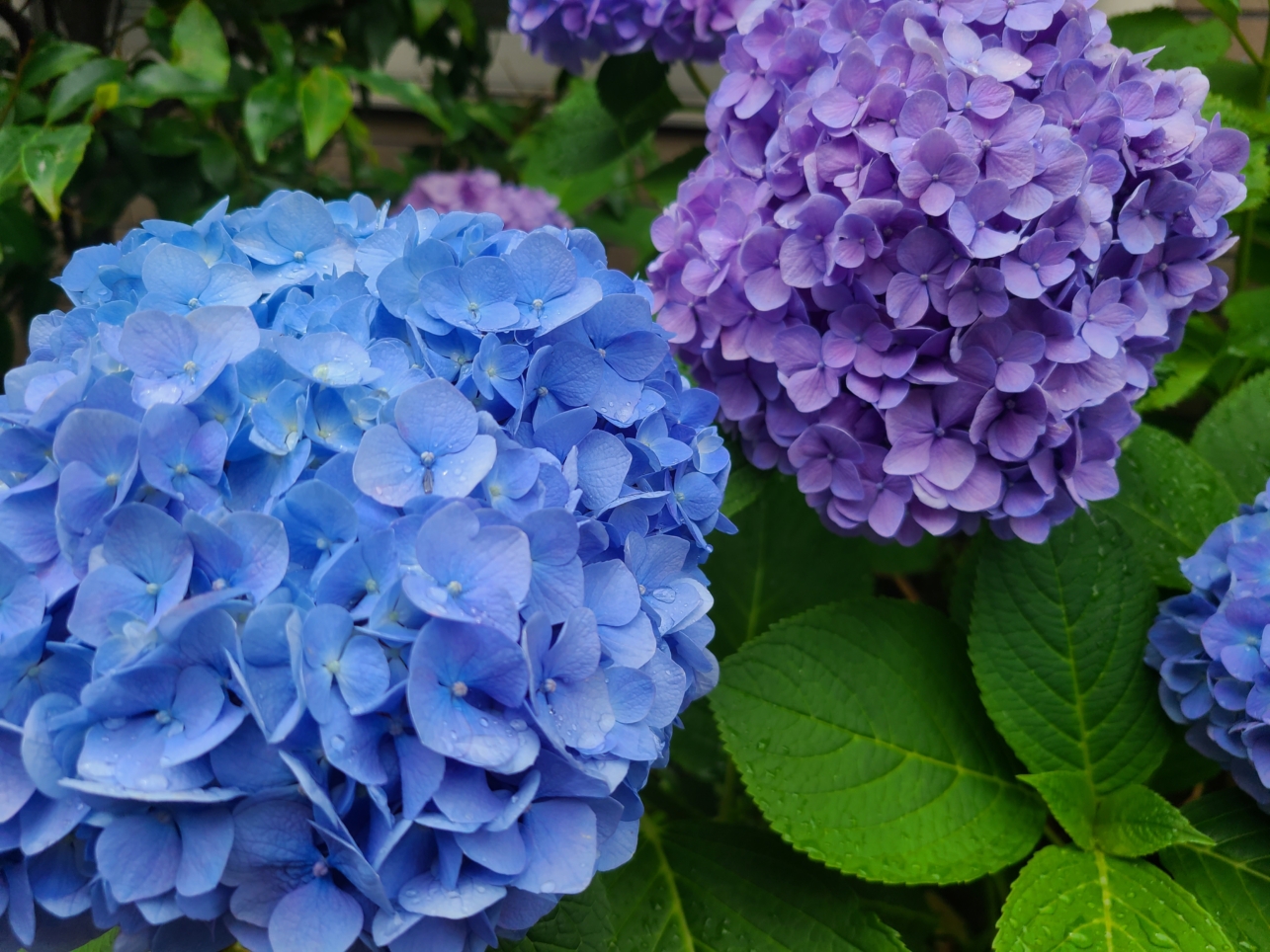 紫陽花の季節☔