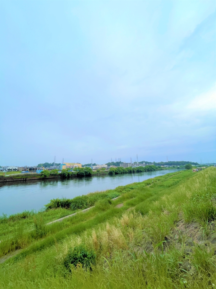 綱島の自然スポット🌺鶴見川