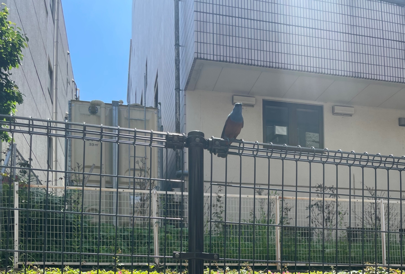 この鳥は！？