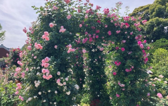 🌸花がきれいなおすすめスポット🌹