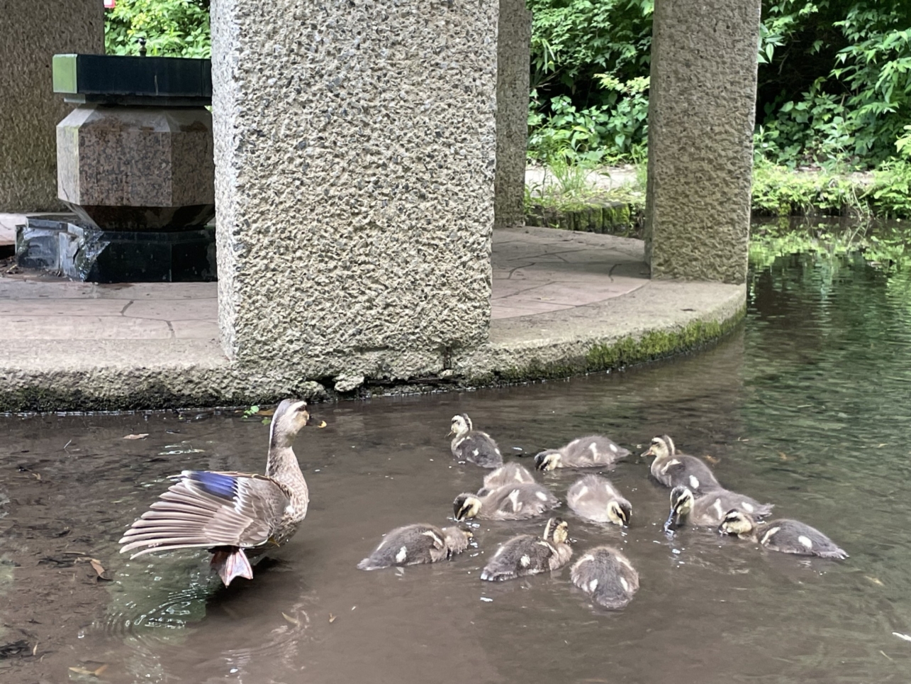 駅近で素敵なお店も緑もいっぱいの公園・カモの親子も子育て中『せせらぎ公園』