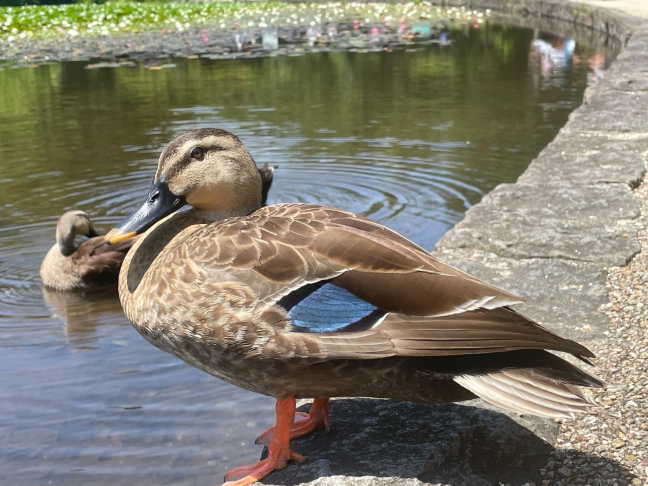 駅近で素敵なお店も緑もいっぱいの公園・カモの親子も子育て中『せせらぎ公園』