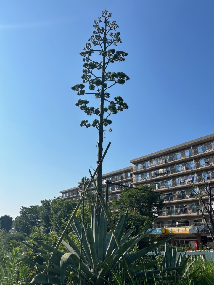 100年に一度花が咲く植物”との異名があります！