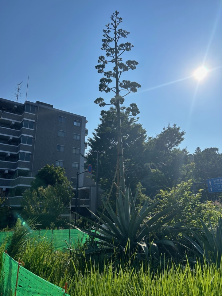 100年に一度花が咲く植物”との異名があります！