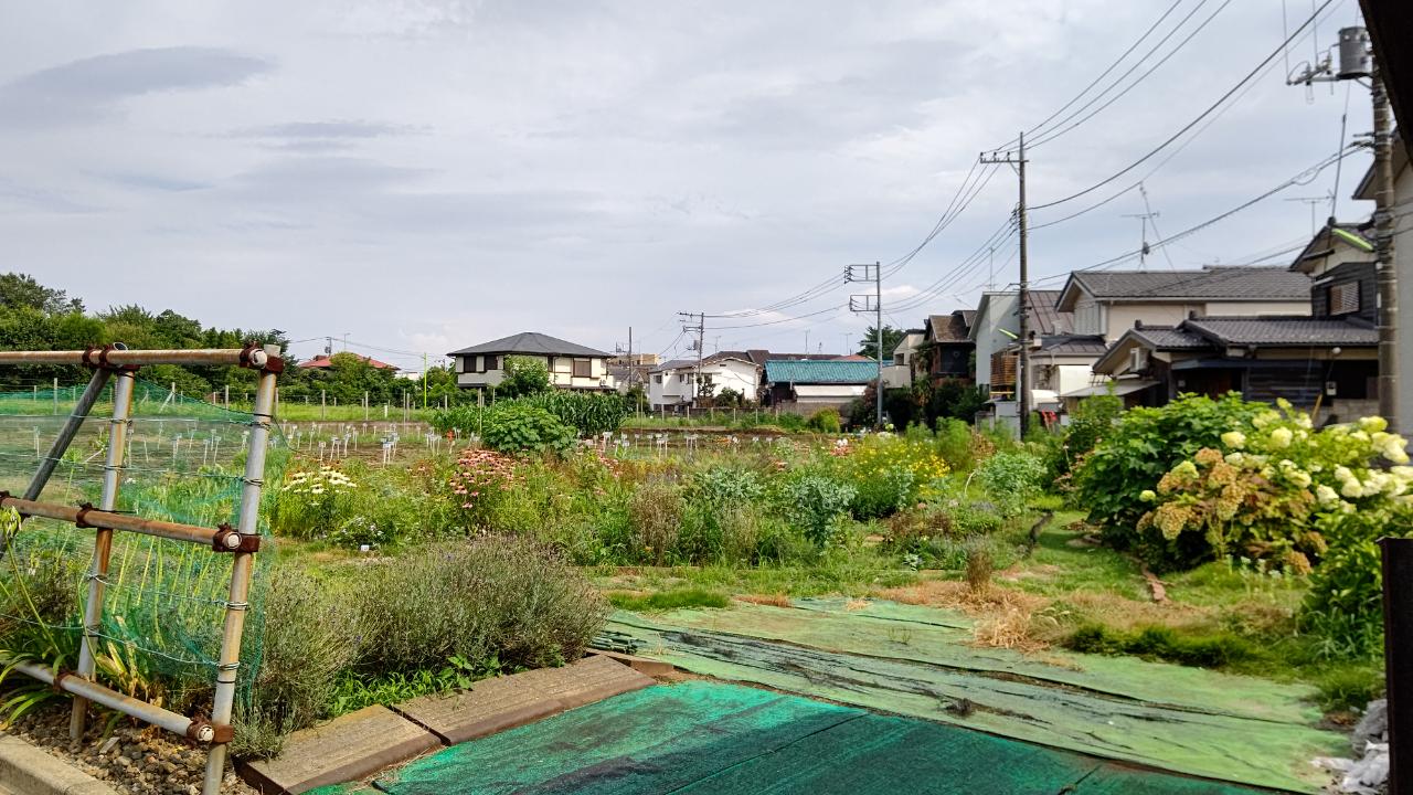 世田谷に畑☆