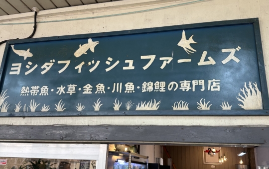 吉田観賞魚店