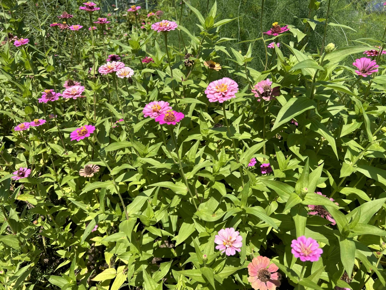 まるで大学構内のような居心地よさ♪花咲くアートヴィレッジ