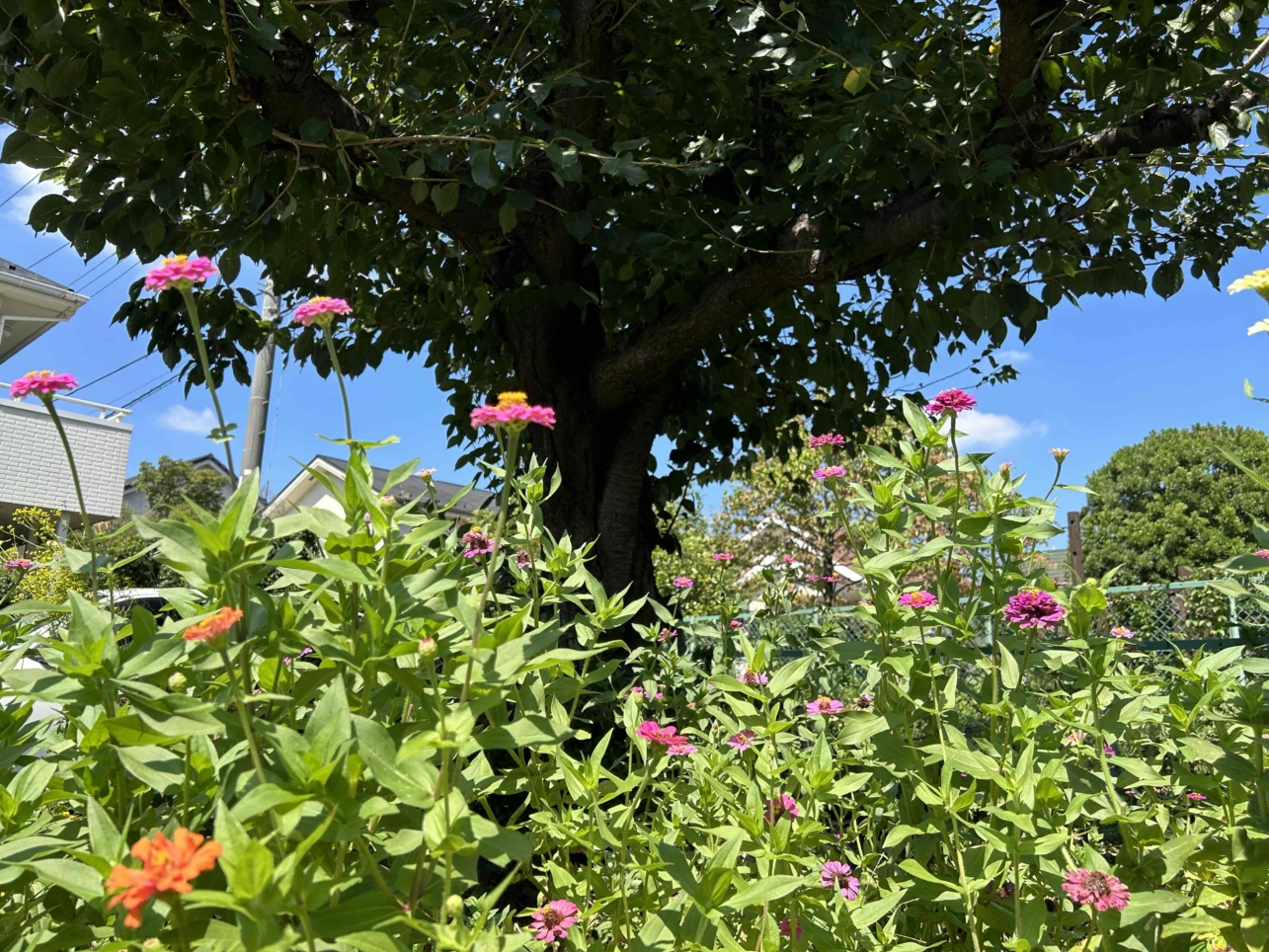 まるで大学構内のような居心地よさ♪花咲くアートヴィレッジ