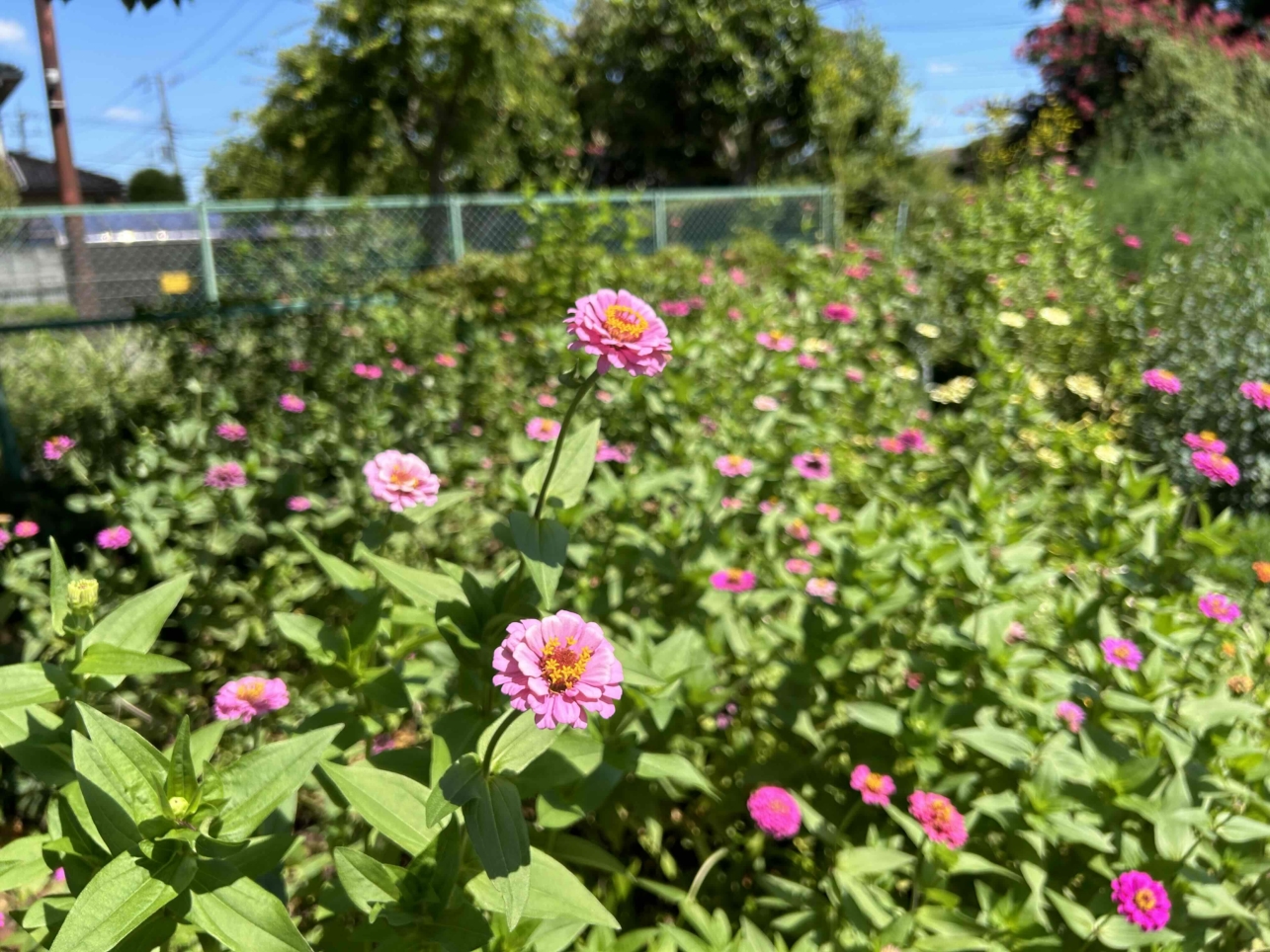 まるで大学構内のような居心地よさ♪花咲くアートヴィレッジ