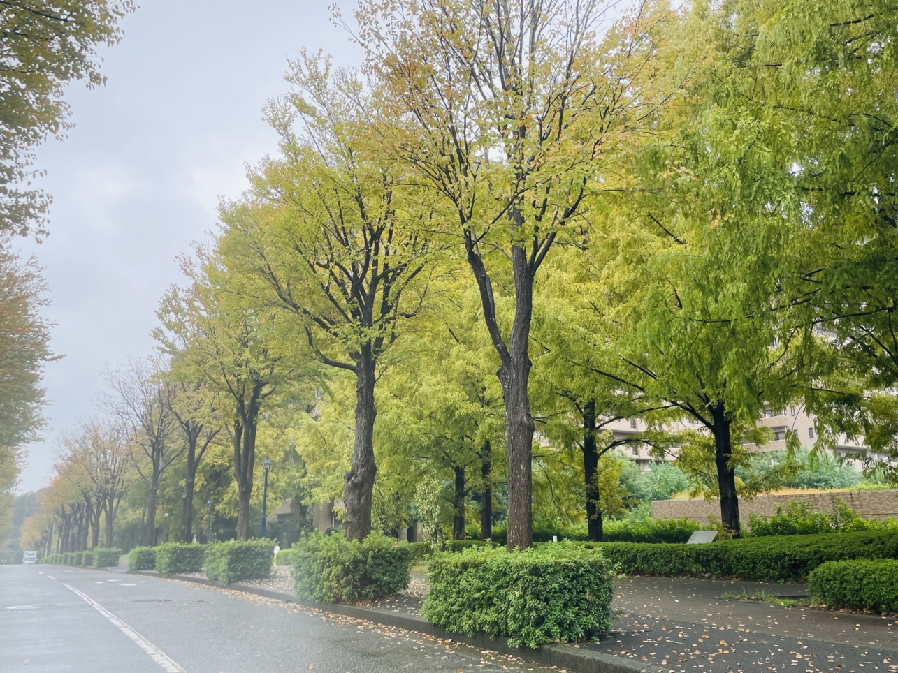 【泉区】緑園都市の街路樹の紅葉