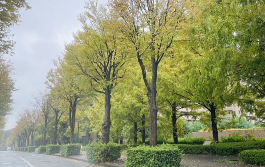 【泉区】緑園都市の街路樹の紅葉