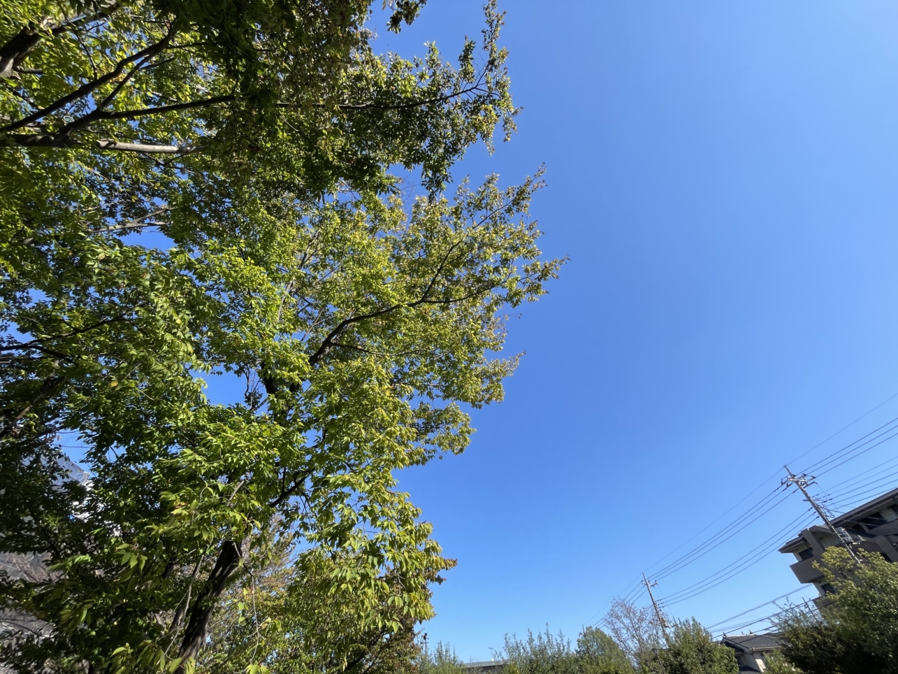 秋風に釣られて、醒める微睡☆松木峰ヶ谷戸公園☆