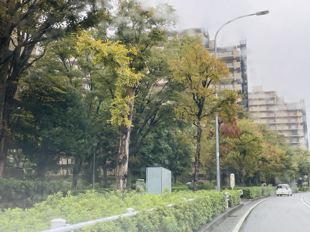 【泉区】緑園都市の街路樹の紅葉