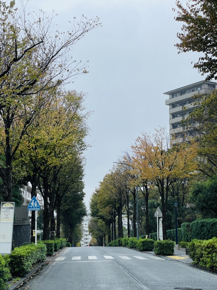 【泉区】緑園都市の街路樹の紅葉