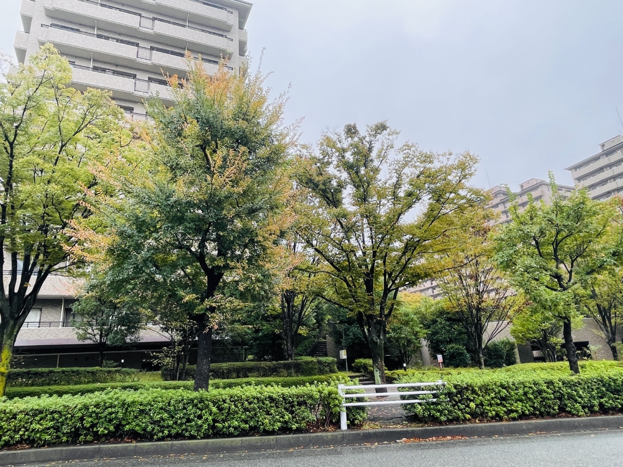 【泉区】緑園都市の街路樹の紅葉